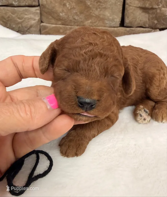 Mini Boy Black Collar – Miniature Goldendoodle puppy for sale in Cullman, AL