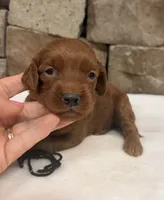 Mini F1b Black Collar, a female Miniature Goldendoodle for sale in Cullman, AL – 2 of 7