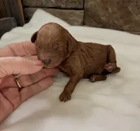CKC mini boy Brown, a male Miniature Goldendoodle for sale in Cullman, AL – Photo 4 of 4