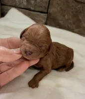 CKC mini boy Brown, a male Miniature Goldendoodle for sale in Cullman, AL – Photo 1 of 4