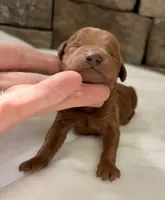 CKC mini boy Brown, a male Miniature Goldendoodle for sale in Cullman, AL – Photo 2 of 4