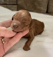 CKC mini boy Brown, a male Miniature Goldendoodle for sale in Cullman, AL – Photo 3 of 4