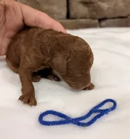 Miniature boy, a male Miniature Goldendoodle for sale in Cullman, AL – 2 of 3