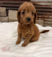Mini girl , a female Miniature Goldendoodle for sale in Cullman, AL – 3 of 4