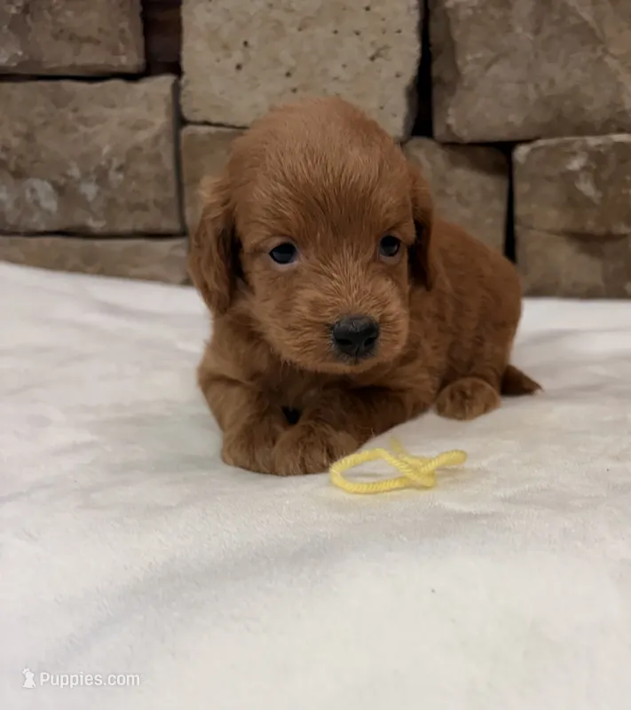 Mini F1b Yellow Collar – Miniature Goldendoodle puppy for sale in Cullman, AL