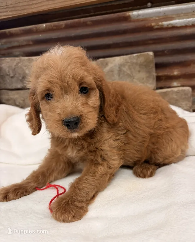 Mini F1b Red Collar – Miniature Goldendoodle puppy for sale in Cullman, AL