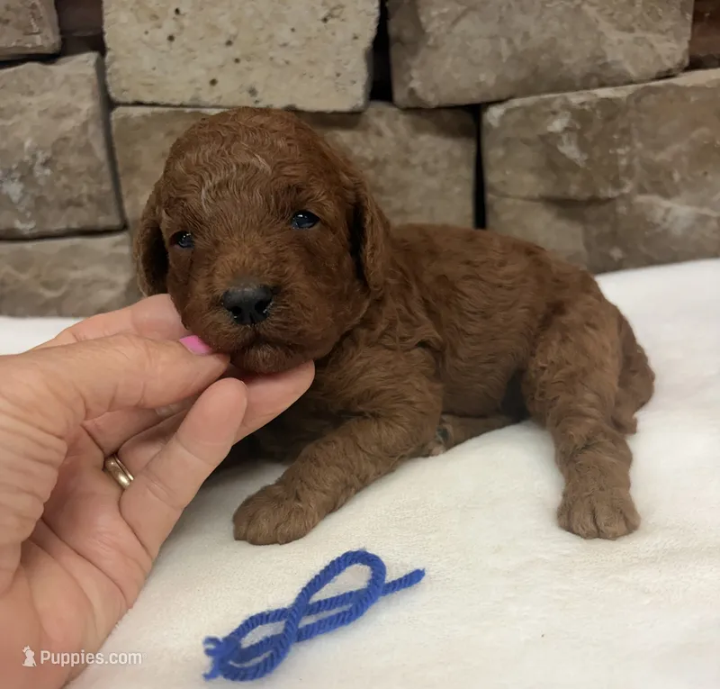 Miniature boy – Miniature Goldendoodle puppy for sale in Cullman, AL