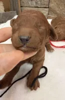 Mini Boy Black Collar, a male Miniature Goldendoodle for sale in Cullman, AL – Photo 2 of 3