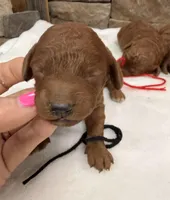 Mini Boy Black Collar, a male Miniature Goldendoodle for sale in Cullman, AL – Photo 1 of 3