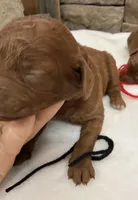 Mini Boy Black Collar, a male Miniature Goldendoodle for sale in Cullman, AL – Photo 3 of 3