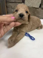 Mini F1b Blue Collar, a female Miniature Goldendoodle for sale in Cullman, AL – 4 of 5