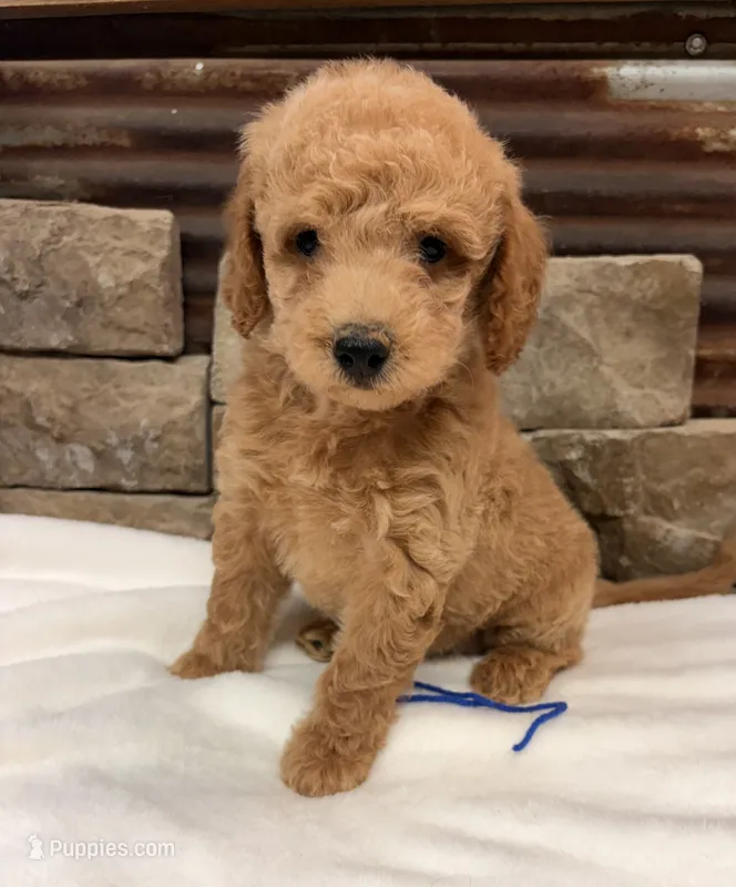 Mini F1b Blue Collar – Miniature Goldendoodle puppy for sale in Cullman, AL