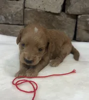 Mini F1b Red Collar, a female Miniature Goldendoodle for sale in Cullman, AL – 5 of 6