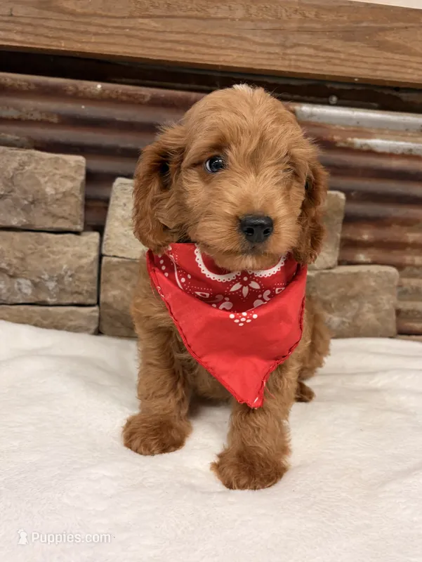 Mini F1b Red Collar – Miniature Goldendoodle puppy for sale in Cullman, AL