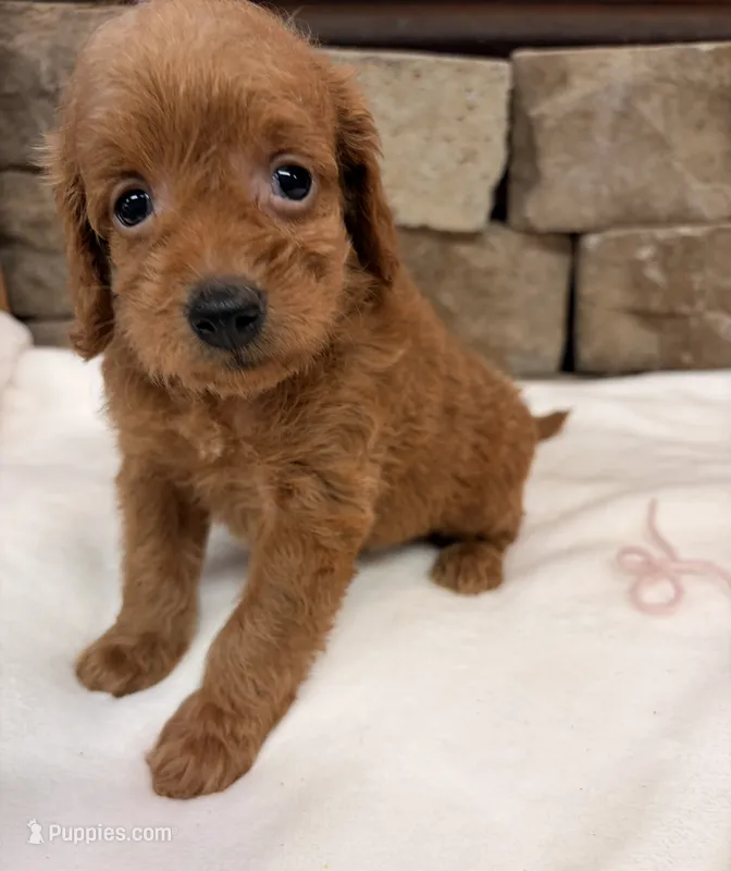 Mini F1b Pink Collar – Miniature Goldendoodle puppy for sale in Cullman, AL