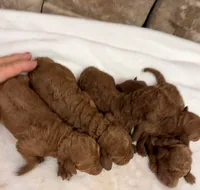 Miniature Girl 1, a female Miniature Goldendoodle for sale in Cullman, AL – 3 of 3