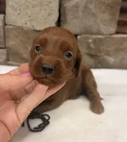 Mini F1b Black Collar, a female Miniature Goldendoodle for sale in Cullman, AL – 7 of 7