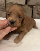 Mini F1b Pink Collar, a female Miniature Goldendoodle for sale in Cullman, AL – 1 of 4