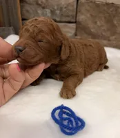 Mini Boy Blue Collar, a male Miniature Goldendoodle for sale in Cullman, AL – Photo 6 of 6