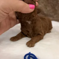 Mini Boy Blue Collar, a male Miniature Goldendoodle for sale in Cullman, AL – Photo 2 of 6