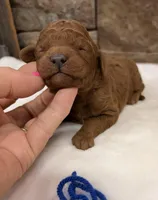 Mini Boy Blue Collar, a male Miniature Goldendoodle for sale in Cullman, AL – Photo 5 of 6