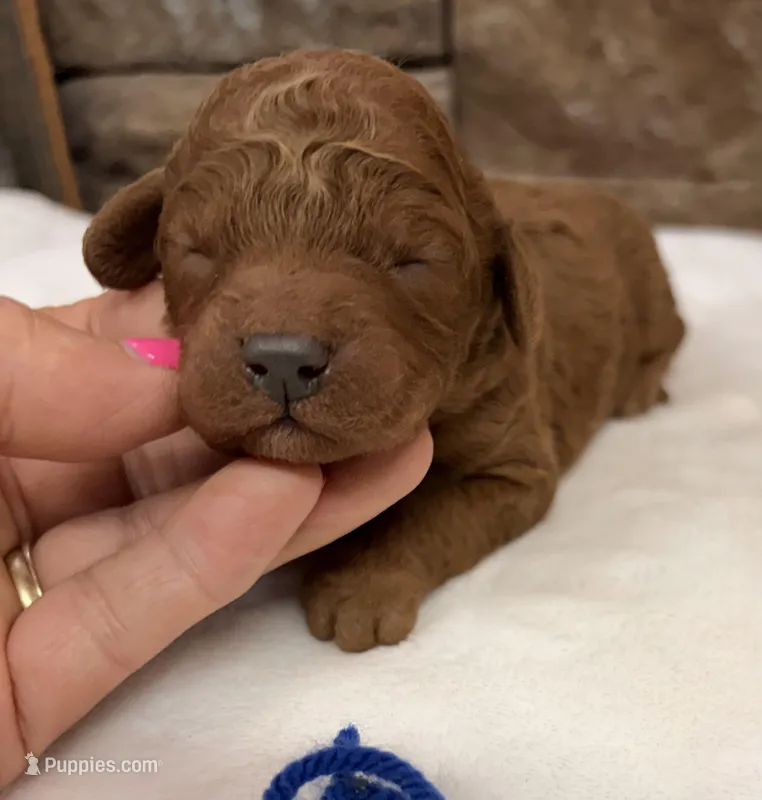 Mini Boy Blue Collar – Miniature Goldendoodle puppy for sale in Cullman, AL