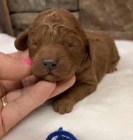 Mini Boy Blue Collar, a male Miniature Goldendoodle for sale in Cullman, AL – Photo 1 of 6