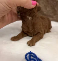 Mini Boy Blue Collar, a male Miniature Goldendoodle for sale in Cullman, AL – Photo 3 of 6