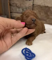 Mini Boy Blue Collar, a male Miniature Goldendoodle for sale in Cullman, AL – Photo 4 of 6