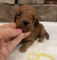 Mini F1b Yellow Collar, a female Miniature Goldendoodle for sale in Cullman, AL – 6 of 6