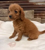 Mini girl , a female Miniature Goldendoodle for sale in Cullman, AL – 1 of 4