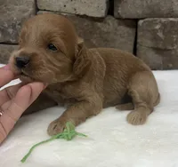 Mini F1b Green Collar, a female Miniature Goldendoodle for sale in Cullman, AL – 6 of 7