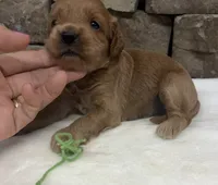 Mini F1b Green Collar, a female Miniature Goldendoodle for sale in Cullman, AL – 7 of 7