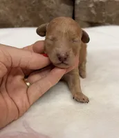 Miniature AKC Pink Collar, a female Poodle - Miniature  for sale in Cullman, AL – 2 of 6