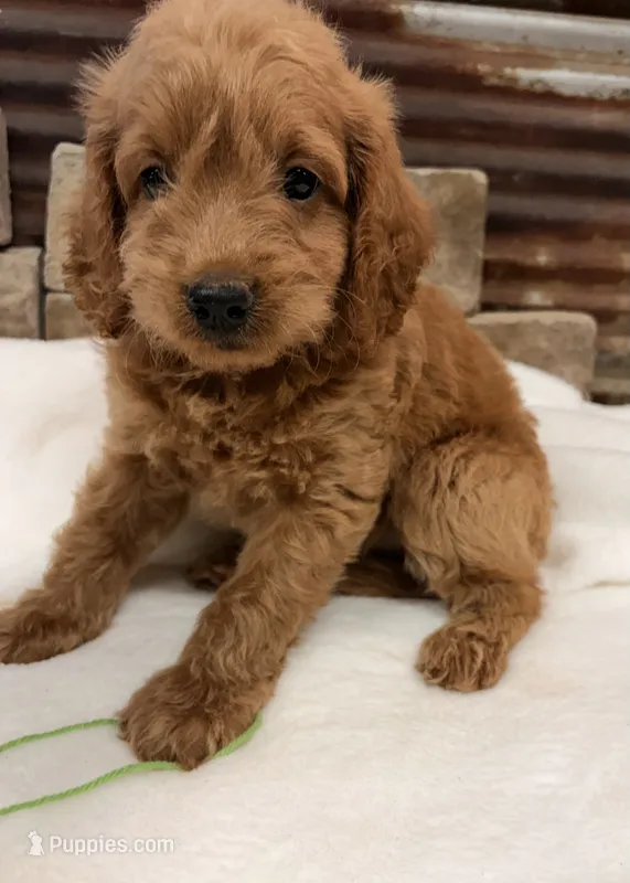 Mini F1b Green Collar – Miniature Goldendoodle puppy for sale in Cullman, AL