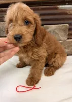 Mini Goldendoodle F1b, a male Miniature Goldendoodle for sale in Cullman, AL – 2 of 4