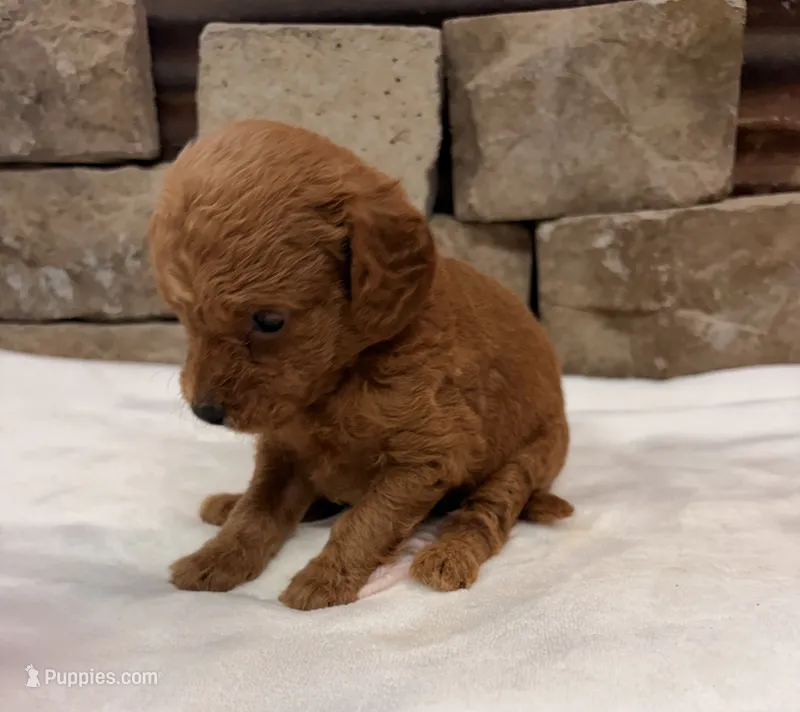 Mini F1b Pink Collar – Miniature Goldendoodle puppy for sale in Cullman, AL