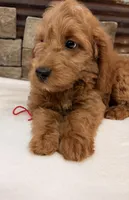 Mini Goldendoodle F1b, a male Miniature Goldendoodle for sale in Cullman, AL – 4 of 4