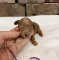 AKC Mini Poodle Purple Collar, a female Poodle - Miniature  for sale in Cullman, AL – 5 of 5