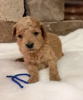 AKC Mini Boy Poodle, a male Poodle - Miniature  for sale in Cullman, AL – 2 of 4