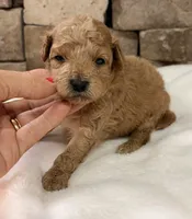 AKC Mini Boy Poodle, a male Poodle - Miniature  for sale in Cullman, AL – 4 of 4