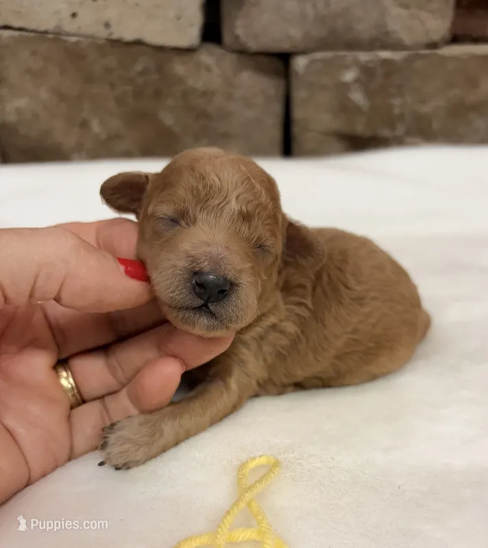 AKC Mini Poodle Yellow Collar – Poodle - Miniature  puppy for sale in Cullman, AL