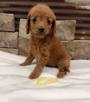 Mini Yellow Collar, a female Miniature Goldendoodle for sale in Cullman, AL – 2 of 7