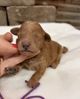 AKC Mini Poodle Purple Collar, a female Poodle - Miniature  for sale in Cullman, AL – 4 of 5