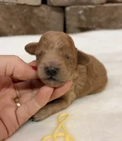 AKC Mini Poodle Yellow Collar, a female Poodle - Miniature  for sale in Cullman, AL – 3 of 7