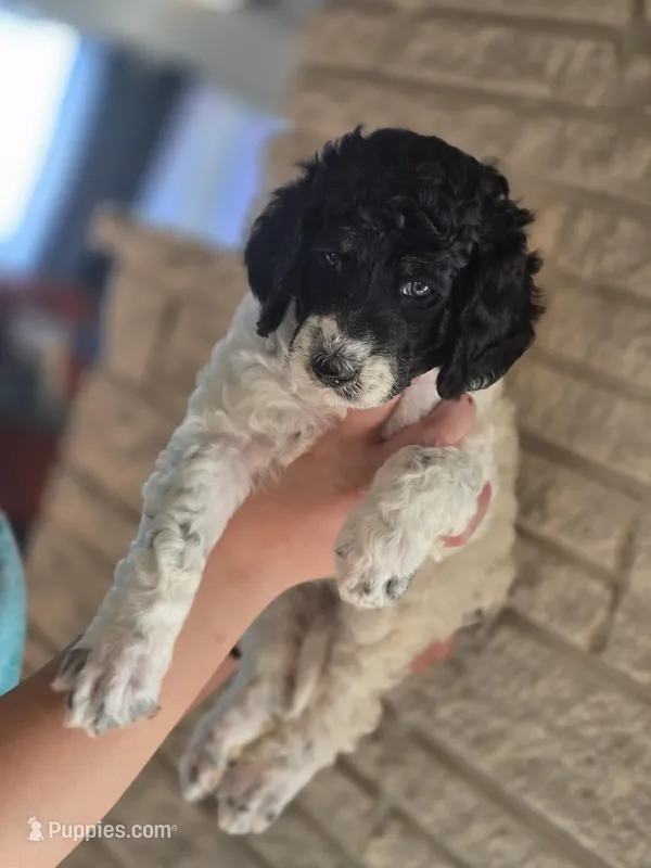 (Gwen) Parti phantom girl #2