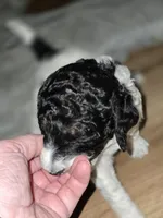 (Gwen) Parti phantom girl #2, a female Poodle - Multi-Colored Standard and Poodle - Standard  for sale in Vale, OR – Photo 5 of 7