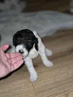(Gwen) Parti phantom girl #2, a female Poodle - Multi-Colored Standard and Poodle - Standard  for sale in Vale, OR – Photo 4 of 7