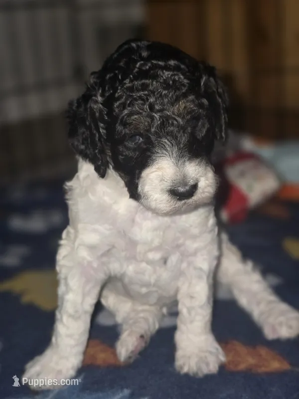 (Gwen) Parti phantom girl #2