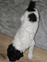 (Gwen) Parti phantom girl #2, a female Poodle - Multi-Colored Standard and Poodle - Standard  for sale in Vale, OR – Photo 7 of 7